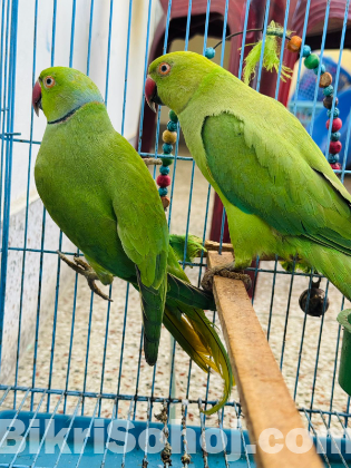 Ringneck Parrot
